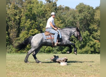 Arbeitspferd, Wallach, 5 Jahre, 163 cm, Roan-Blue