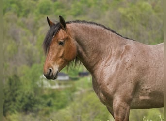Arbeitspferd Mix, Wallach, 5 Jahre, 163 cm, Roan-Red