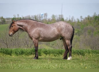 Arbeitspferd Mix, Wallach, 5 Jahre, 163 cm, Roan-Red