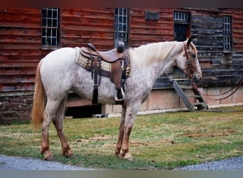 Arbeitspferd, Wallach, 5 Jahre, 163 cm, Rotfuchs