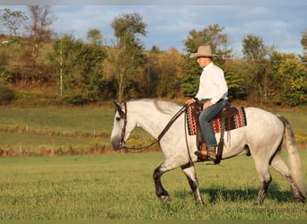 Arbeitspferd Mix, Wallach, 5 Jahre, 163 cm, Schimmel