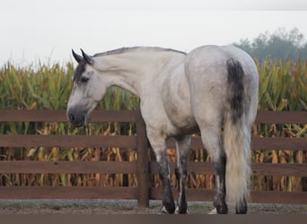 Arbeitspferd Mix, Wallach, 5 Jahre, 163 cm, Schimmel
