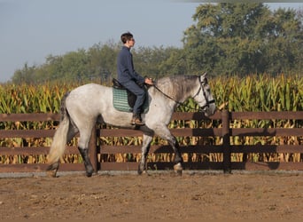 Arbeitspferd Mix, Wallach, 5 Jahre, 163 cm, Schimmel