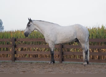 Arbeitspferd Mix, Wallach, 5 Jahre, 163 cm, Schimmel