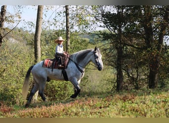 Arbeitspferd Mix, Wallach, 5 Jahre, 163 cm, Schimmel