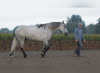 Arbeitspferd Mix, Wallach, 5 Jahre, 163 cm, Schimmel