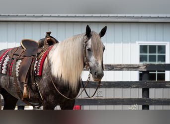 Arbeitspferd Mix, Wallach, 5 Jahre, 163 cm, Schimmel