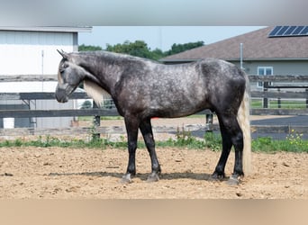Arbeitspferd Mix, Wallach, 5 Jahre, 163 cm, Schimmel