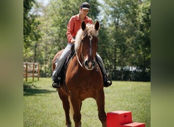 Arbeitspferd, Wallach, 5 Jahre, 165 cm, Dunkelfuchs