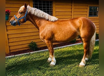 Arbeitspferd, Wallach, 5 Jahre, 165 cm, Dunkelfuchs