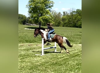 Arbeitspferd Mix, Wallach, 5 Jahre, 165 cm, Rotbrauner