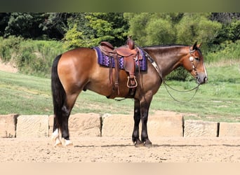 Arbeitspferd Mix, Wallach, 5 Jahre, 165 cm, Rotbrauner