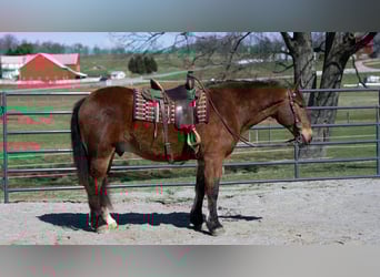 Arbeitspferd Mix, Wallach, 5 Jahre, 165 cm, Rotbrauner