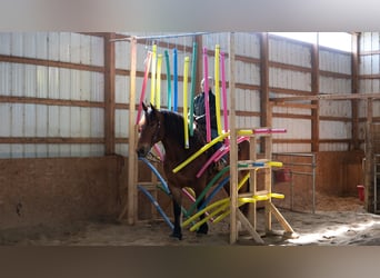 Arbeitspferd Mix, Wallach, 5 Jahre, 165 cm, Rotbrauner