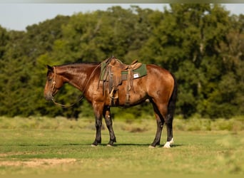 Arbeitspferd Mix, Wallach, 5 Jahre, 165 cm, Rotbrauner