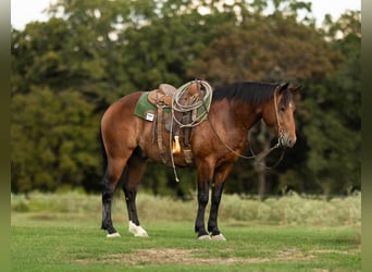 Arbeitspferd Mix, Wallach, 5 Jahre, 165 cm, Rotbrauner