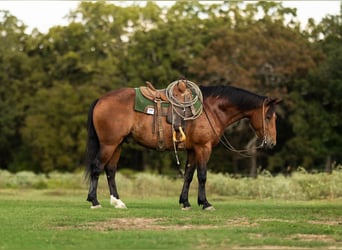 Arbeitspferd Mix, Wallach, 5 Jahre, 165 cm, Rotbrauner