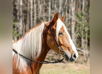 Arbeitspferd Mix, Wallach, 5 Jahre, 165 cm, Rotfuchs
