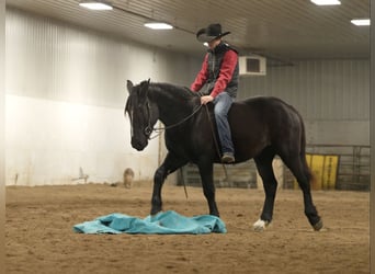 Arbeitspferd Mix, Wallach, 5 Jahre, 165 cm