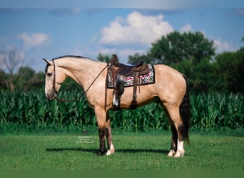Arbeitspferd Mix, Wallach, 5 Jahre, 168 cm, Buckskin
