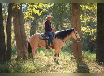Arbeitspferd Mix, Wallach, 5 Jahre, 168 cm, Buckskin