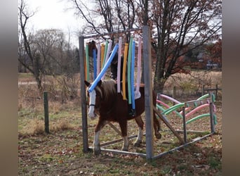 Arbeitspferd Mix, Wallach, 5 Jahre, 168 cm, Dunkelfuchs