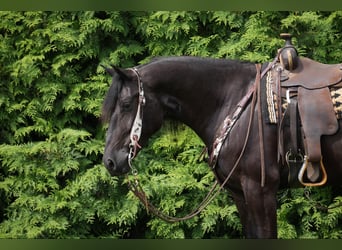 Arbeitspferd, Wallach, 5 Jahre, 168 cm, Rappe