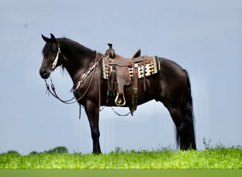 Arbeitspferd, Wallach, 5 Jahre, 168 cm, Rappe