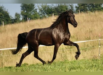 Arbeitspferd, Wallach, 5 Jahre, 168 cm, Rappe