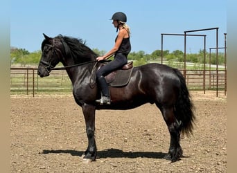 Arbeitspferd, Wallach, 5 Jahre, 168 cm, Rappe