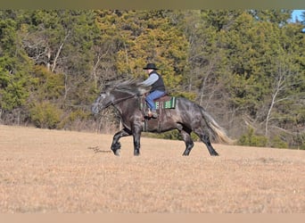 Arbeitspferd, Wallach, 5 Jahre, 168 cm, Schimmel