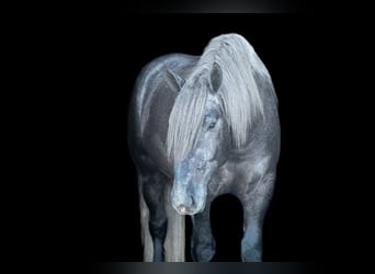 Arbeitspferd, Wallach, 5 Jahre, 168 cm, Schimmel