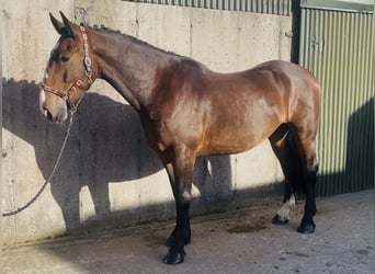 Arbeitspferd, Wallach, 5 Jahre, 170 cm, Brauner