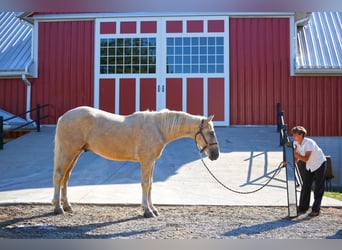 Arbeitspferd, Wallach, 5 Jahre, 173 cm, Palomino