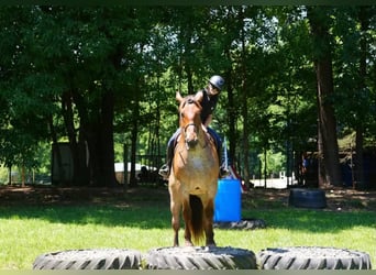 Arbeitspferd Mix, Wallach, 5 Jahre, 173 cm, Roan-Red