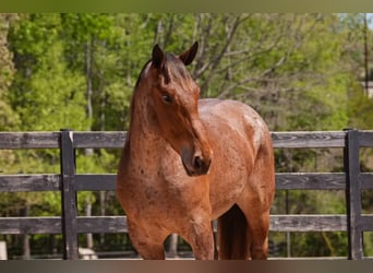 Arbeitspferd Mix, Wallach, 5 Jahre, 173 cm, Roan-Red