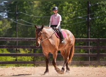 Arbeitspferd Mix, Wallach, 5 Jahre, 173 cm, Roan-Red