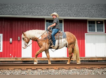 Arbeitspferd, Wallach, 5 Jahre, 173 cm, Schecke