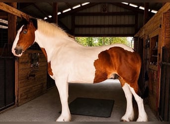 Arbeitspferd, Wallach, 5 Jahre, 175 cm, Tobiano-alle-Farben