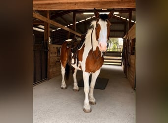 Arbeitspferd, Wallach, 5 Jahre, 175 cm, Tobiano-alle-Farben