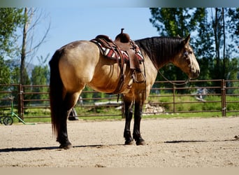 Arbeitspferd Mix, Wallach, 5 Jahre, Buckskin
