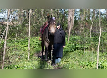 Arbeitspferd Mix, Wallach, 5 Jahre, Buckskin