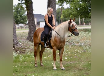 Arbeitspferd Mix, Wallach, 5 Jahre, Palomino