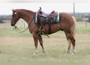 Arbeitspferd Mix, Wallach, 5 Jahre, Palomino