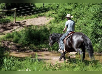 Arbeitspferd Mix, Wallach, 5 Jahre, Rappe