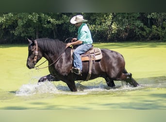 Arbeitspferd Mix, Wallach, 5 Jahre, Rappe