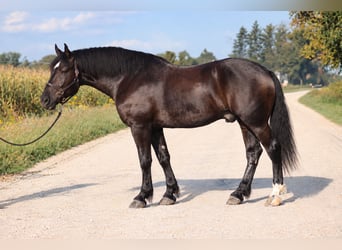 Arbeitspferd Mix, Wallach, 5 Jahre, Rappe
