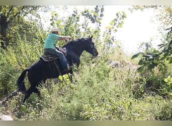 Arbeitspferd Mix, Wallach, 5 Jahre, Rappe