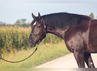 Arbeitspferd Mix, Wallach, 5 Jahre, Rappe