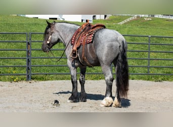 Arbeitspferd Mix, Wallach, 5 Jahre, Roan-Blue